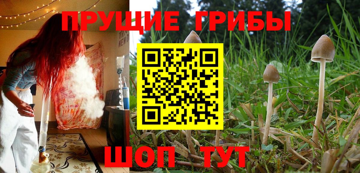 Егорьевск  Псилоцибиновые грибы MAGIC MUSHROOMS  наркошоп  Вход с VPN 